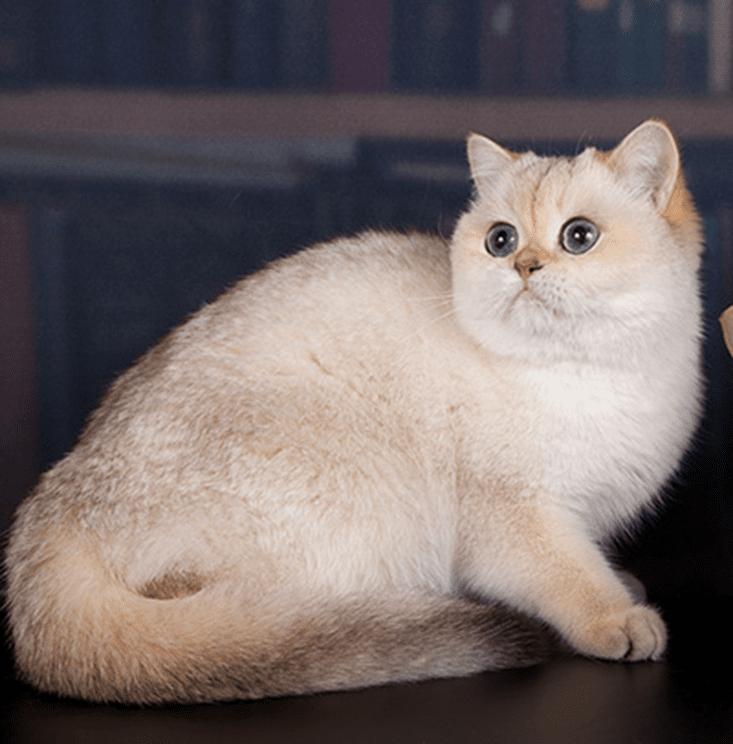 Британская кошка, окрас голден поинт